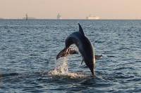 1.5-hour Dolphin Sightseeing Cruise from Tampa