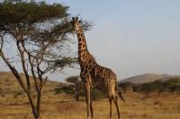 14 Day Tanzania Private Family Safari: Serengeti Ngorongoro Crater, Masai Village, Lake Manyara, Moshi and Zanzibar