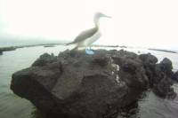 15-Day Tour of Peru and the Galapagos Islands from Lima