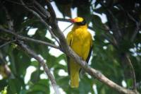 2-Day Birdwatching Tour from Langkawi