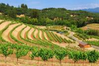 Wine Country and Muir Woods Small-Group Tour from San Francisco (Day Trips from SF)
