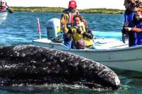 2-Day Tour: Intimate Gray Whale Watching Experience in Magdalena Bay