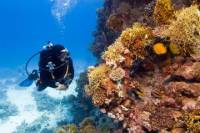 2 Tank Local Dive in Playas del Coco