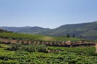 Douro Valley Tour: 2 Vineyard Visits, River Cruise, Winery Lunch