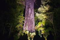 Waipoua Forest: Twilight Encounter - Maori Cultural Eco Night Tour