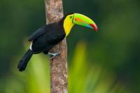 3-Day Amazon Jungle Tour at Posada Amazonas