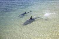 3-Day Monkey Mia Dolphins, Pinnacles Desert and Kalbarri National Park Tour from Perth