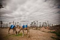 3-Hour Palm Grove Camel Ride Excursion in Marrakech