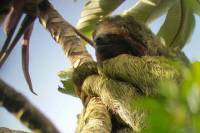 3-in-1 Arenal Volcano Combo Tour: Hanging Bridges La Fortuna Waterfall and Volcano Hike