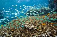 4-Day Bali Underwater Wonderland Tour: Tulamben Diving, Sidemen and Tirta Gangga