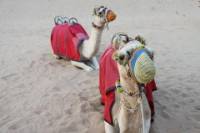 4x4 Dubai Desert Safari