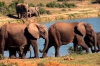 5-day Garden Route Adventure with Addo Safari from Cape Town