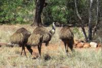 5-Day Outback Farm and Wildlife Experience from Brisbane