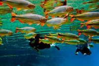 Skip the Line: Recanto Ecologico Rio da Prata Ticket including Trail & Snorkeling