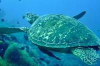 6-Day Bohol Scuba Dive Package from Cebu
