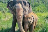 Half Day Elephant Home Sanctuary in Samui