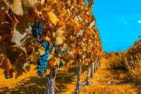 7-Day Best of Mendoza and Buenos Aires Tour: Culture, Wine and Food
