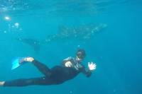 7-Day Ningaloo Reef Kayaking and Snorkeling with Whale Sharks from Exmouth