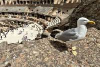 Semi Private Guided Tour of the Colosseum & Forums for Kids & Families in Rome
