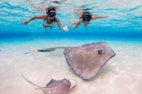 Starfish and Stingray City Fun Tour with Reef Snorkeling