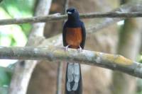 Afternoon Birdwatching Tour in Langkawi