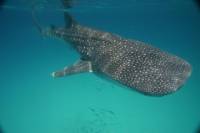 Amazing Whale Shark Adventure