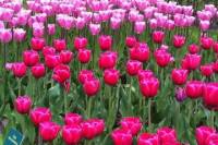 Amsterdam Shore Excursion: Keukenhof Gardens and Tulips Fields Tour
