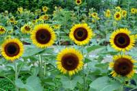 Amsterdam Shore Excursion: Van Gogh Museum and Amsterdam Canal Hop-On Hop-Off Day Pass