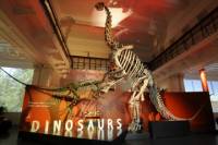Australian Museum General Entry Ticket