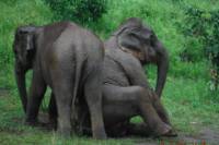 Baanchang Elephant Park from Chiang Mai