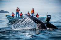 Baja Whale Watching Overnight Adventure in Magdalena Bay