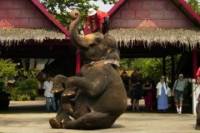 Bangkok Rose Garden Cultural Center and Thai Village Half-Day Tour