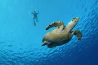 Big Island Snorkel Cruise Along Kohala Coast