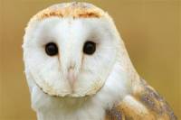 Bird Watching Tour with Wine Tasting