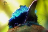 Birdwatching Tour in Monteverde Cloud Forest