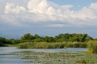 Black River and YS Falls Sightseeing Cruise from Montego Bay