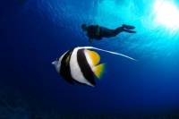 Bora Bora 2-Tank Certified Scuba Dive