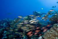 Bora Bora Fun Certified Scuba Dive