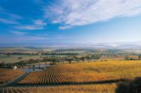 Boutique Yarra Valley Winery Day Trip from Melbourne