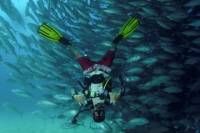 Cabo Pulmo Full Day Dive Tour