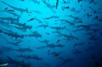 Cabo Pulmo National Park Snorkeling Tour