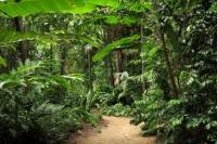 Cairns Sightseeing Tour Including Botanical Gardens, Mt Whitfield, and the Dome