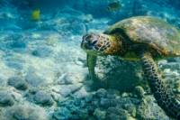 Cayman West Bay Sightseeing Tour