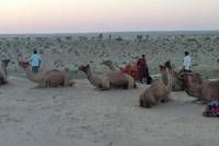 Camel Safari in Jaisalmer
