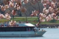 Cherry Blossom and Monuments Cruise in Washington DC