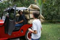Coffee Plantation Tour Including Lunch in Chinauta