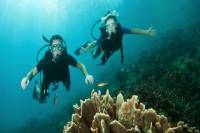 Cozumel Dive and Drive Tour with Ferry Ride from Playa del Carmen
