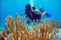 Cozumel Shore Excursion: PADI Certified Scuba Diving