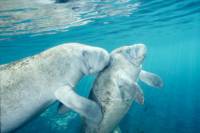 Crystal River Manatee Swim from Orlando