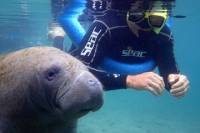 The 'OG' Manatee Snorkel Tour with In-Water Guide / Photographer